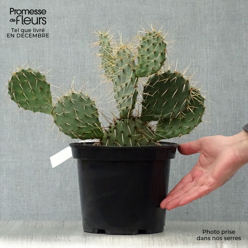 Example of Opuntia phaeacantha Mojavensis - Oponce Pot de 4L/5L as you get in hiver
