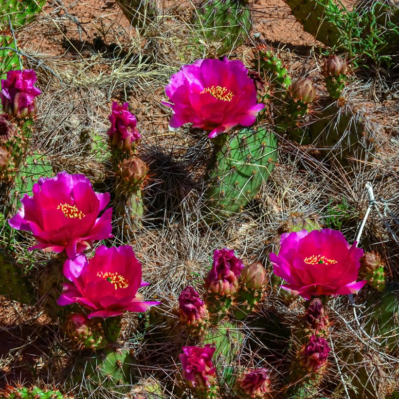 Opuntia polyacantha - Cactus raquette (Flowering)