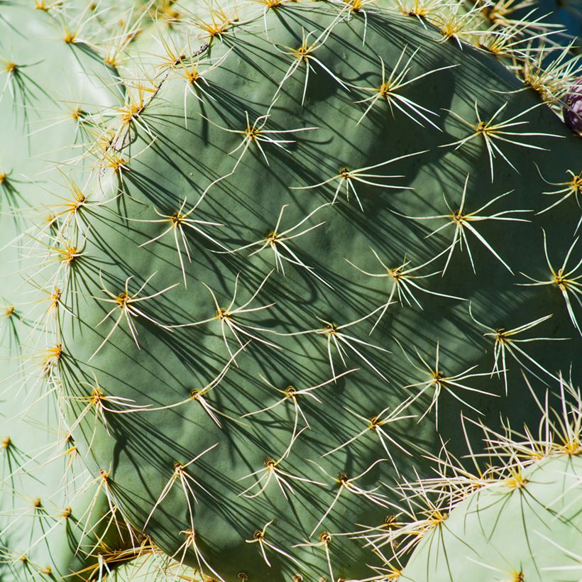Opuntia robusta - Cactus raquette (Foliage)