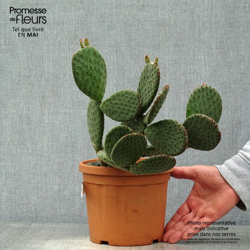 Example of Opuntia rufida - Cactus raquette Pot de 3L/4L as you get in printemps