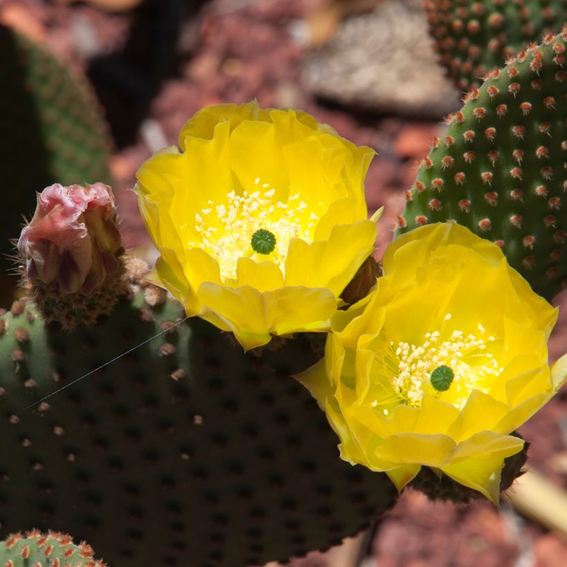 Opuntia rufida - Cactus raquette (Flowering)