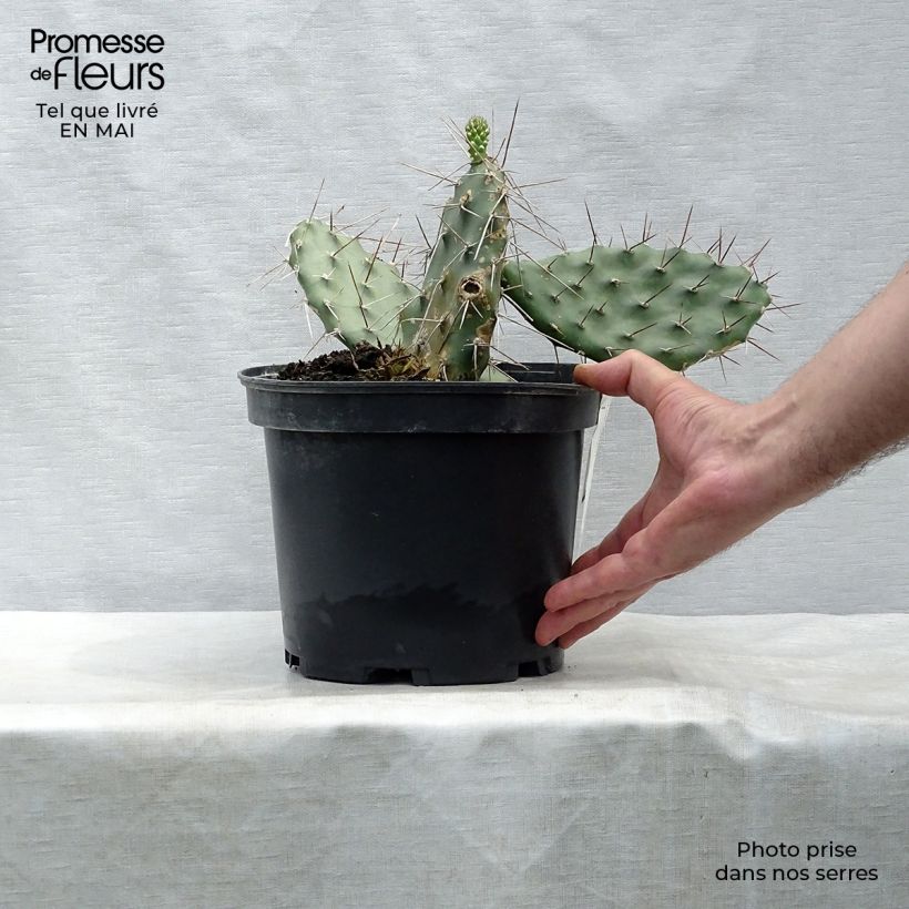 Example of Opuntia sulfurea (sulphurea) - Cactus raquette Pot de 3L/4L as you get in printemps