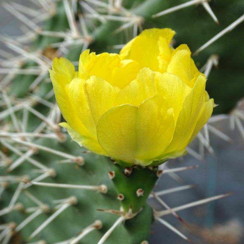 Opuntia sulfurea (sulphurea) - Cactus raquette (Flowering)
