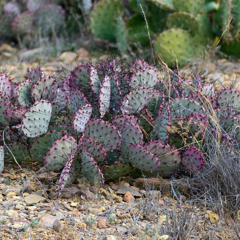 Opuntia santa-rita - Cactus raquette (Plant habit)