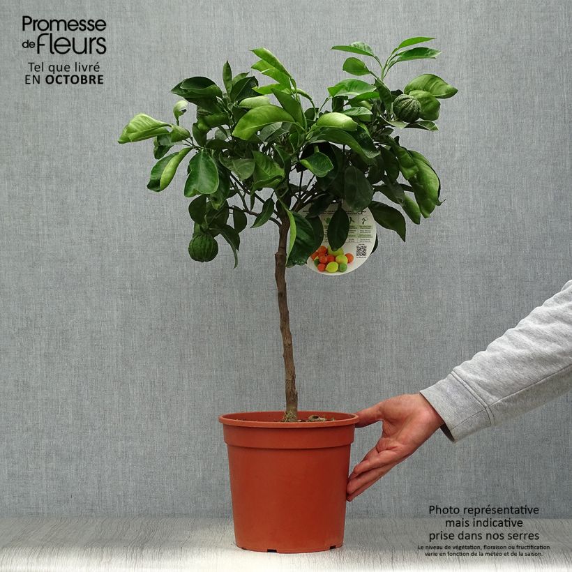 Spécimen de Oranger Corrugata - Citrus sinensis x aurantium Pot de 4L/5L, 1/4 de tige tel que livré en automne