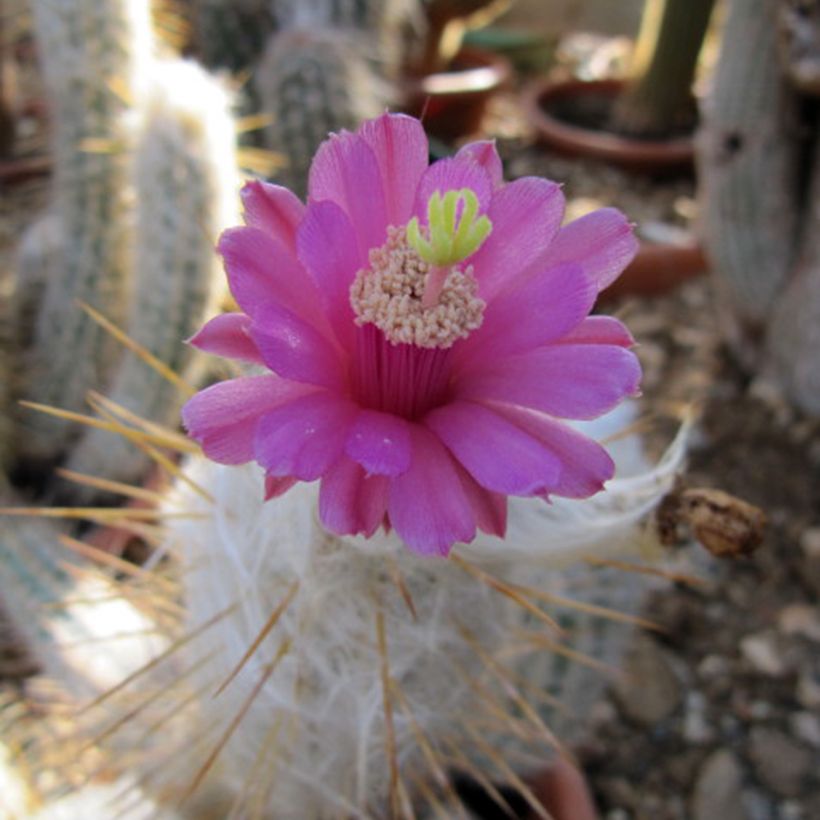 Oreocereus leucotrichus - Cactus cierge (Flowering)