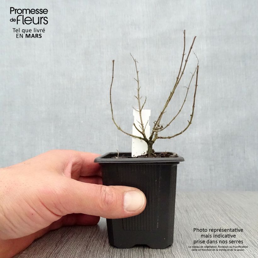 Example of Origan Hot and Spicy  Godet de 8/9 cm as you get in printemps