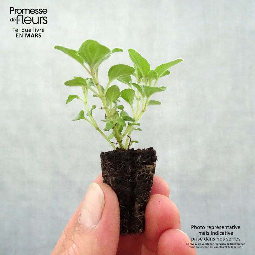 Example of Origan Hot and Spicy  Mini-motte Ø 3/4 cm, LIvré en hauteur de 5 à 10 cm as you get in printemps