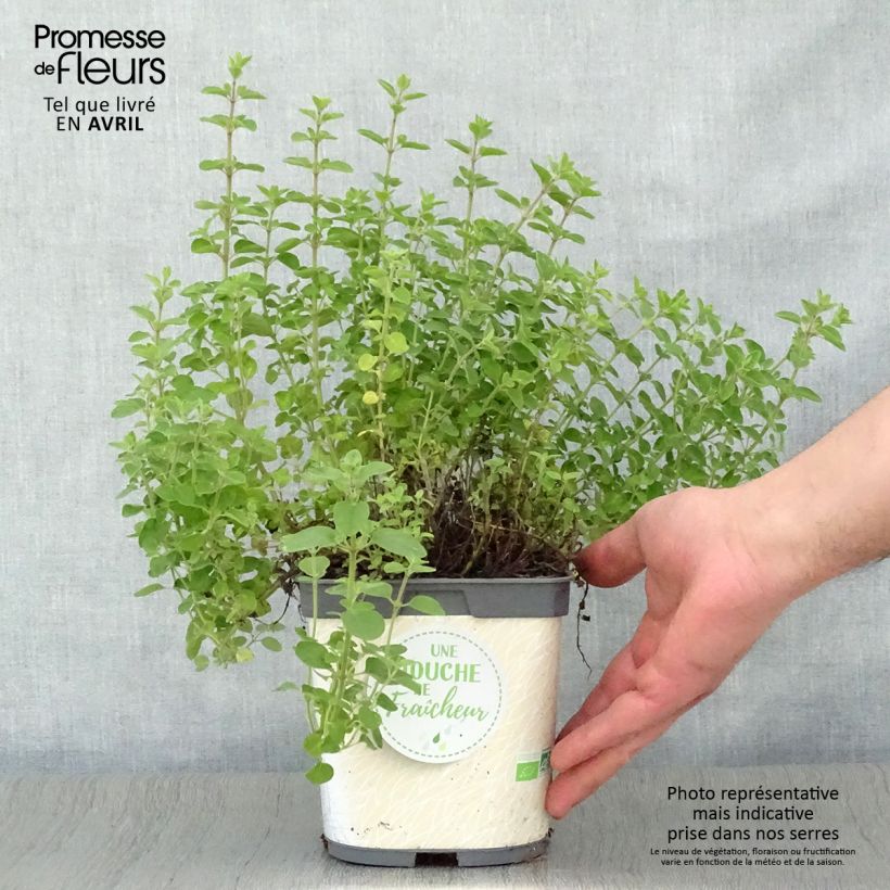 Example of Origan - Marjolaine vivace en plant BIO Pot de 1L/1,5L as you get in printemps