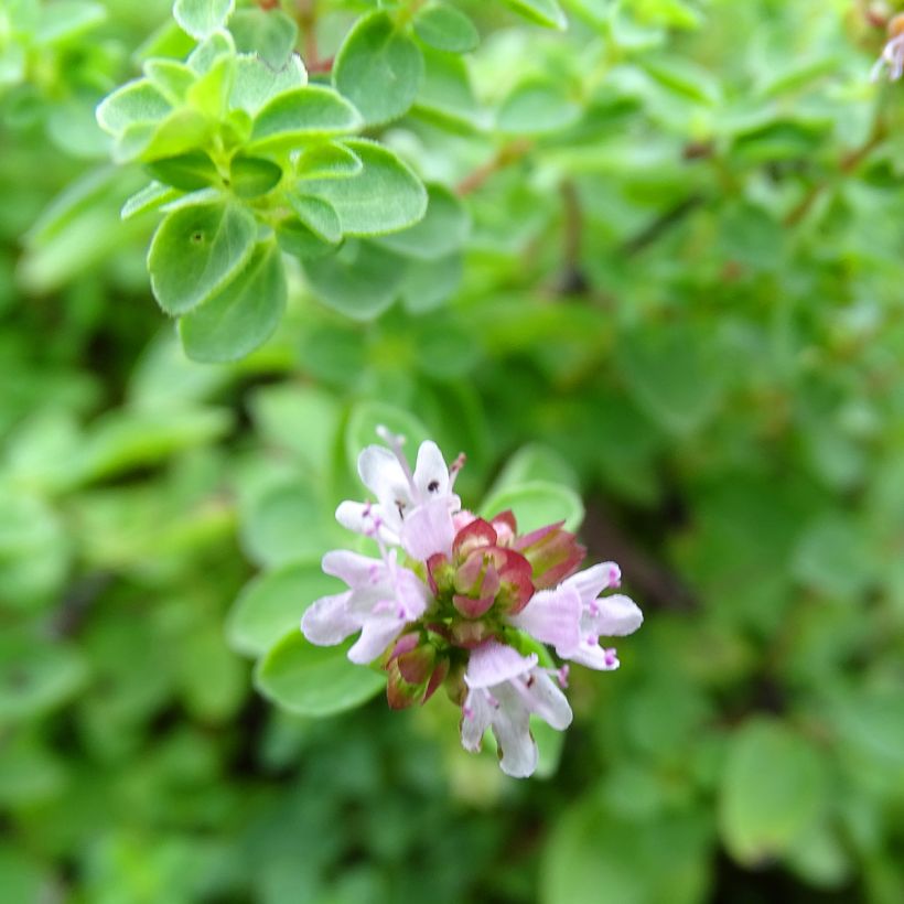 Origan - Origanum vulgare Compactum (Flowering)
