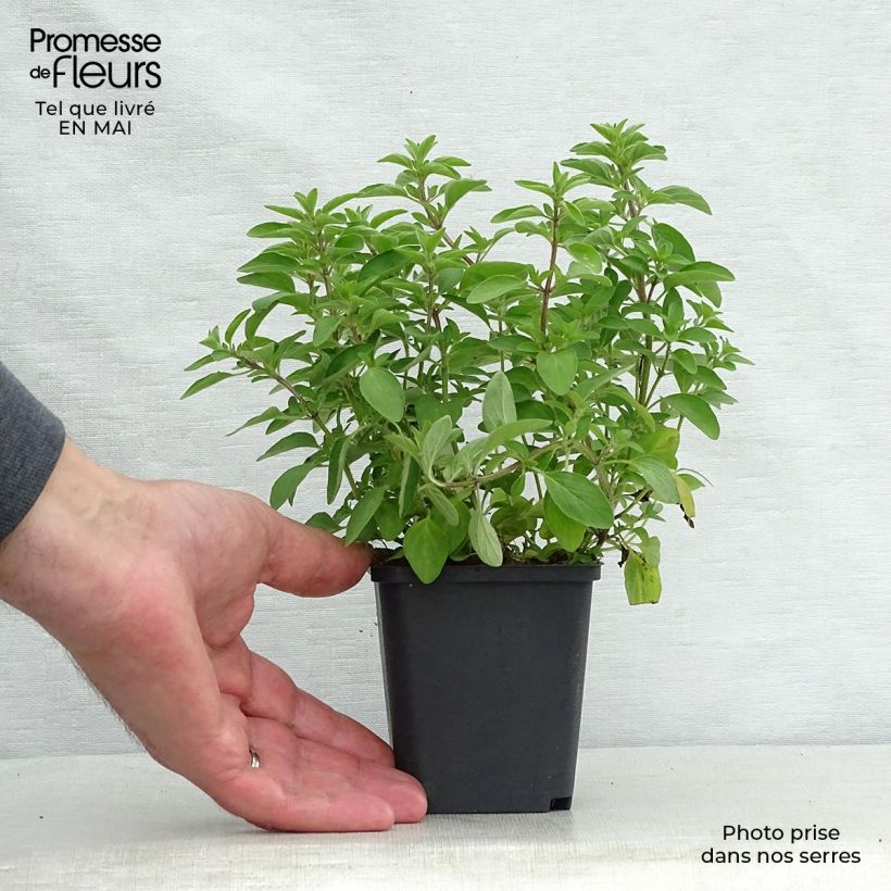 Example of Origan - Origanum vulgare Compactum Godet de 8/9 cm as you get in printemps