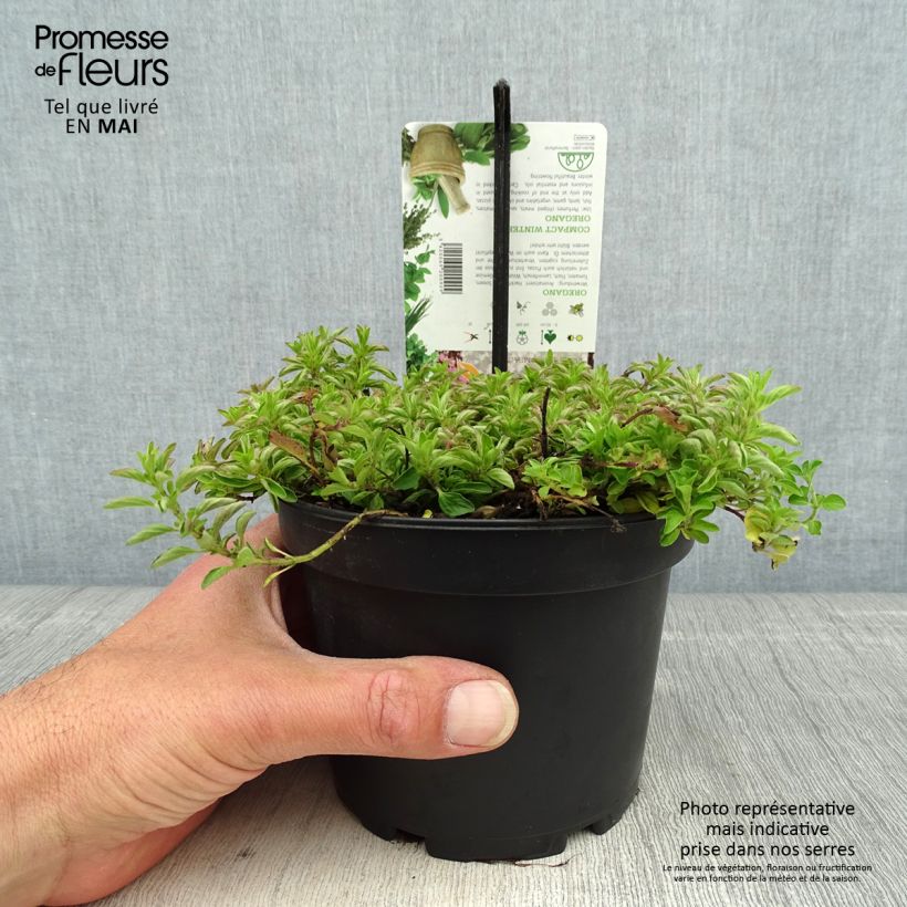 Example of Origan - Origanum vulgare Compactum Pot de 1,5L/2L as you get in printemps