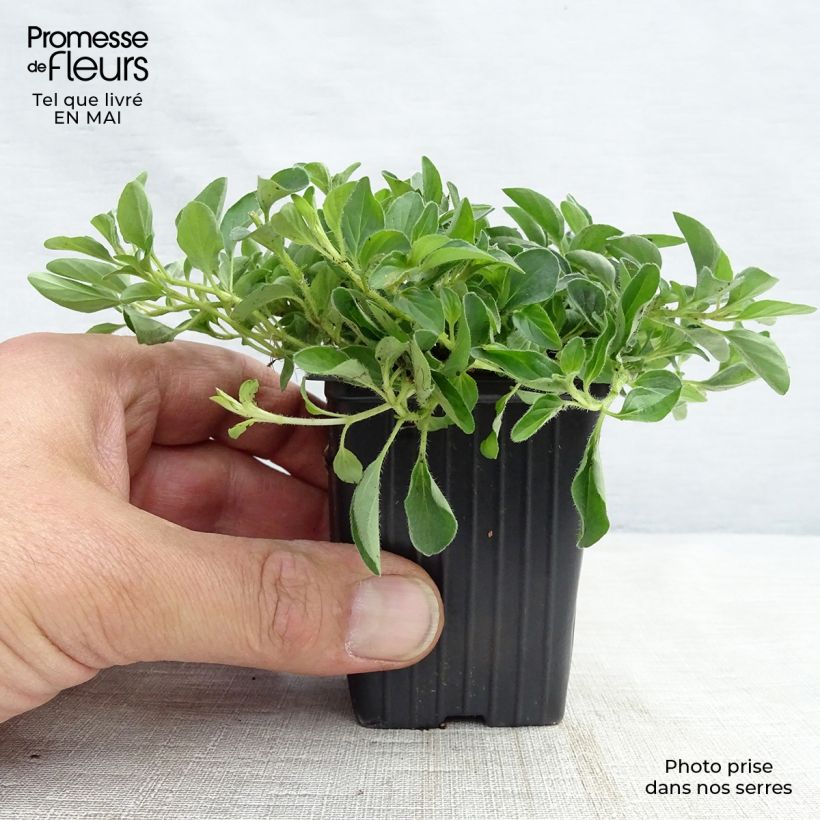 Example of Origan - Marjolaine vivace en plant BIO Godet de 8/9 cm as you get in printemps