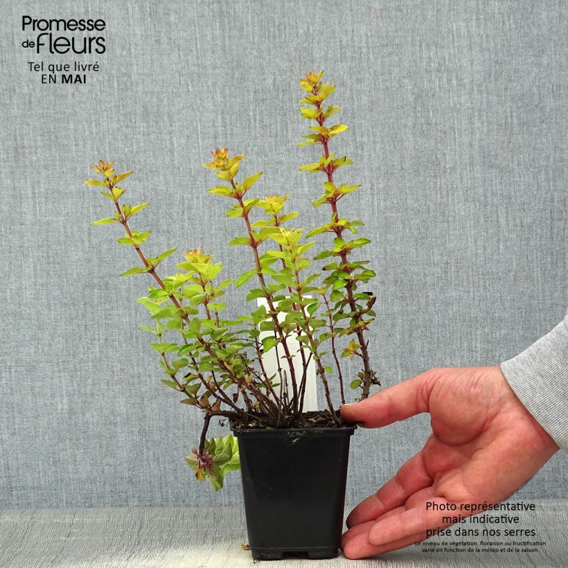 Example of Origan doré Norton Gold - Origanum vulgare Godet de 8/9 cm as you get in printemps