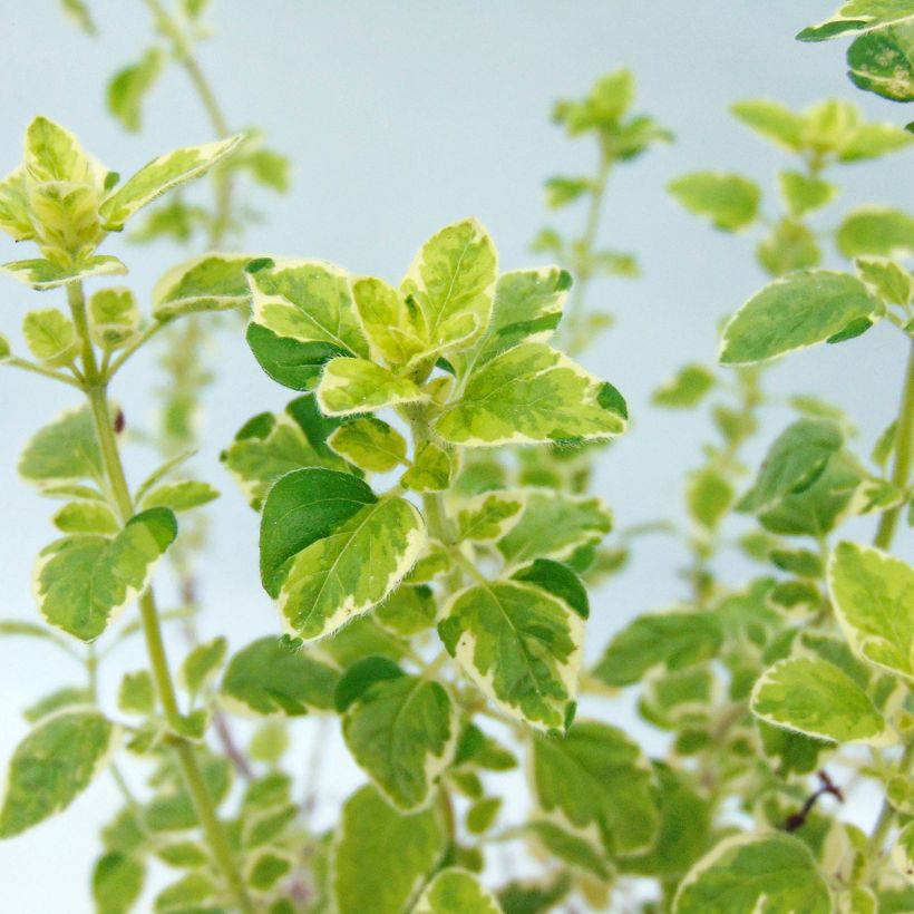 Origan panaché - Origanum vulgare Country Cream (Foliage)