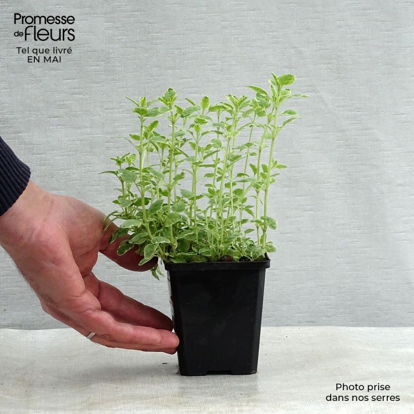 Example of Origan panaché - Origanum vulgare Country Cream Godet de 8/9 cm as you get in printemps