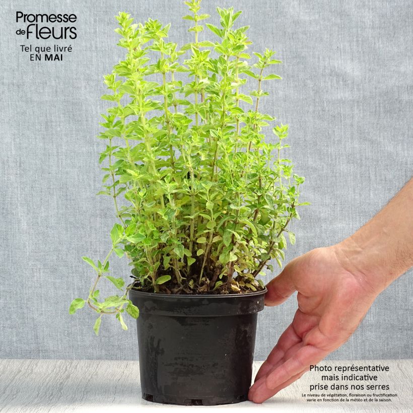 Example of Origan vert ou grec - Origanum heracleoticum (vulgare subsp. hirtum) Pot de 1,5L/2L as you get in printemps