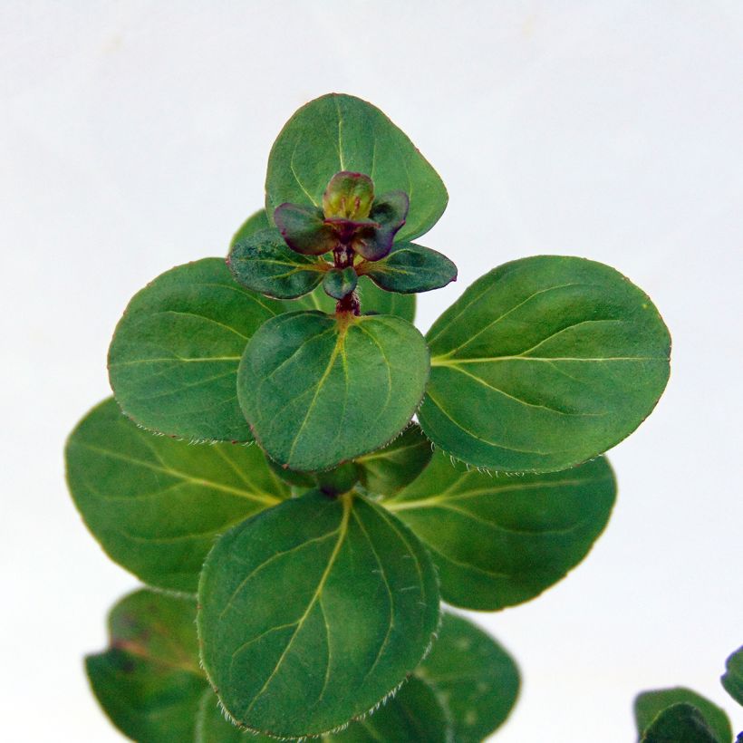 Origanum hybride Rosenkuppel, Origan, Marjolaine (Foliage)
