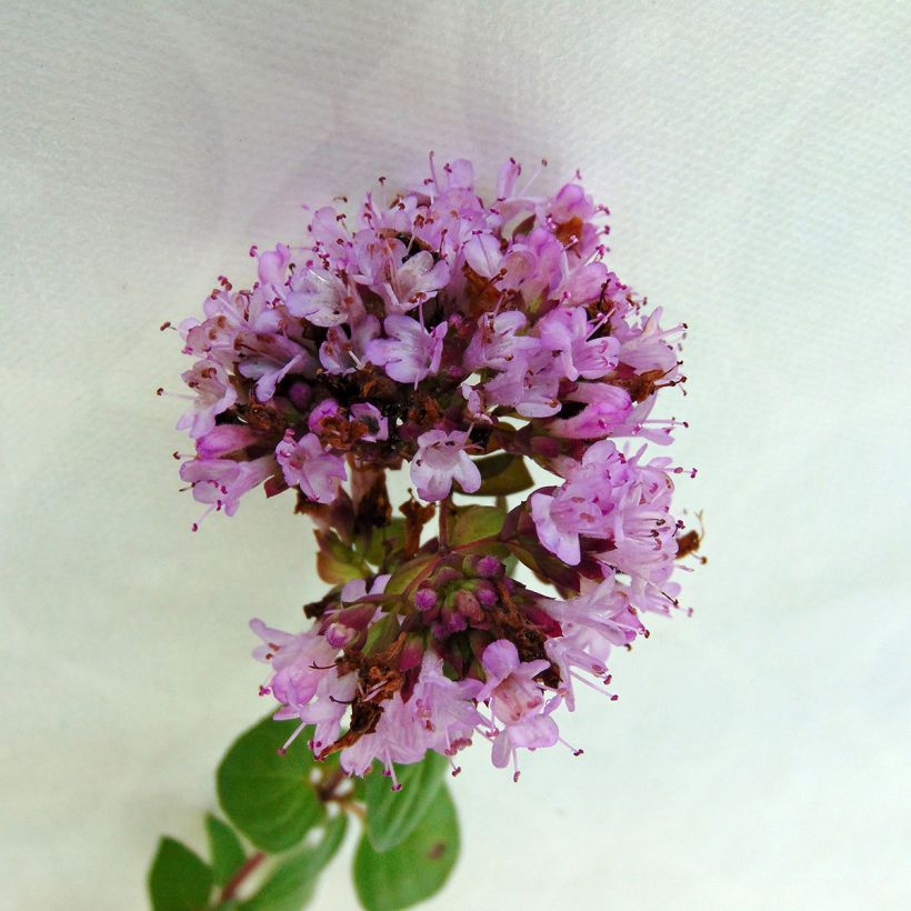 Origanum hybride Rosenkuppel, Origan, Marjolaine (Flowering)