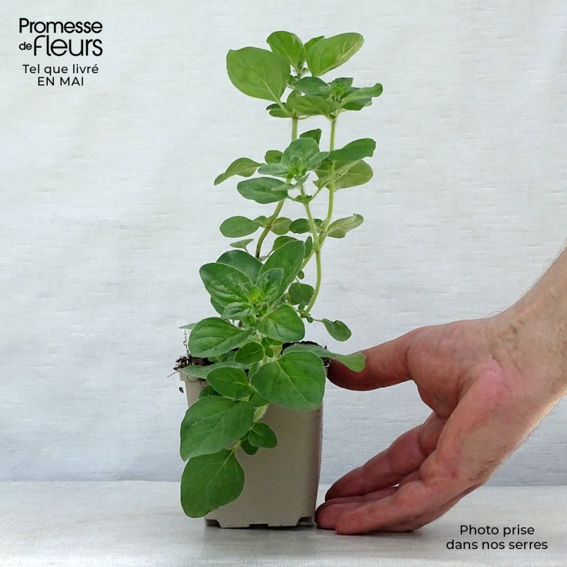 Example of Origanum hybride Rosenkuppel, Origan, Marjolaine Godet de 8/9 cm as you get in printemps