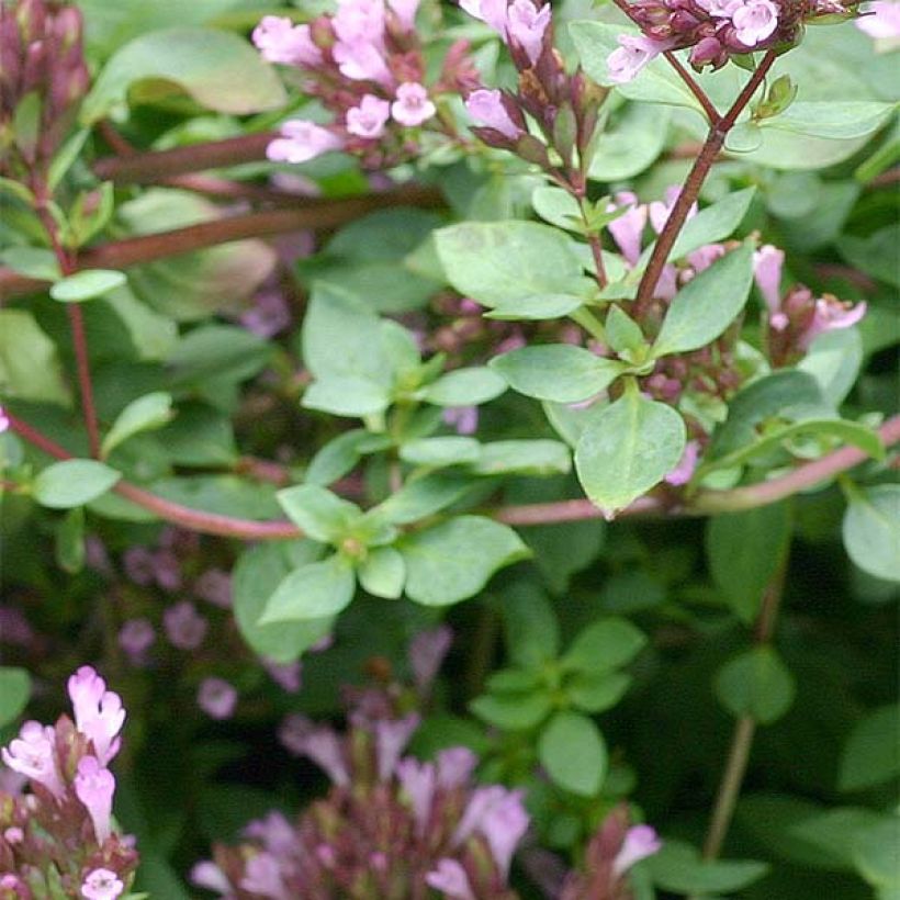 Origanum laevigatum Herrenhausen -  Origan pourpre - Marjolaine (Foliage)