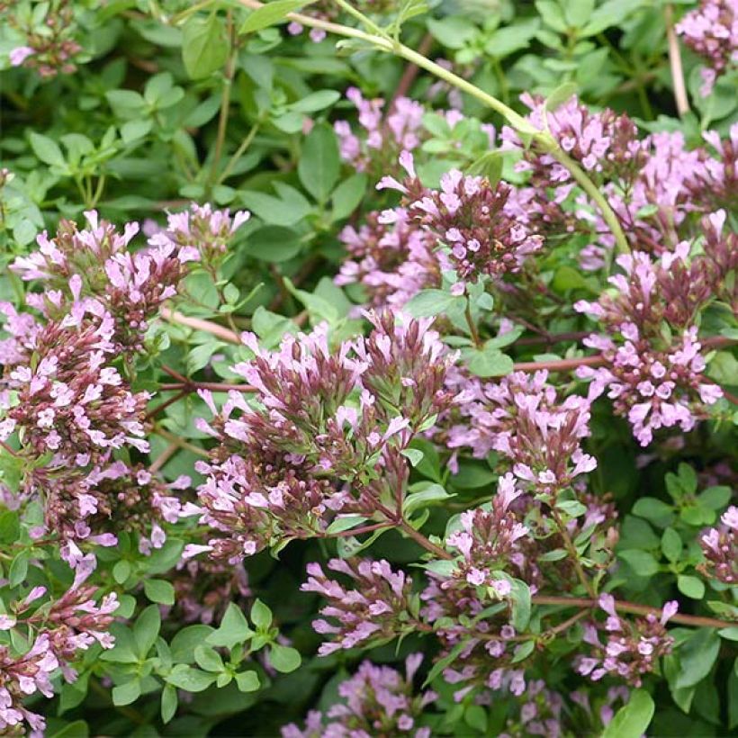 Origanum laevigatum Herrenhausen -  Origan pourpre - Marjolaine (Flowering)