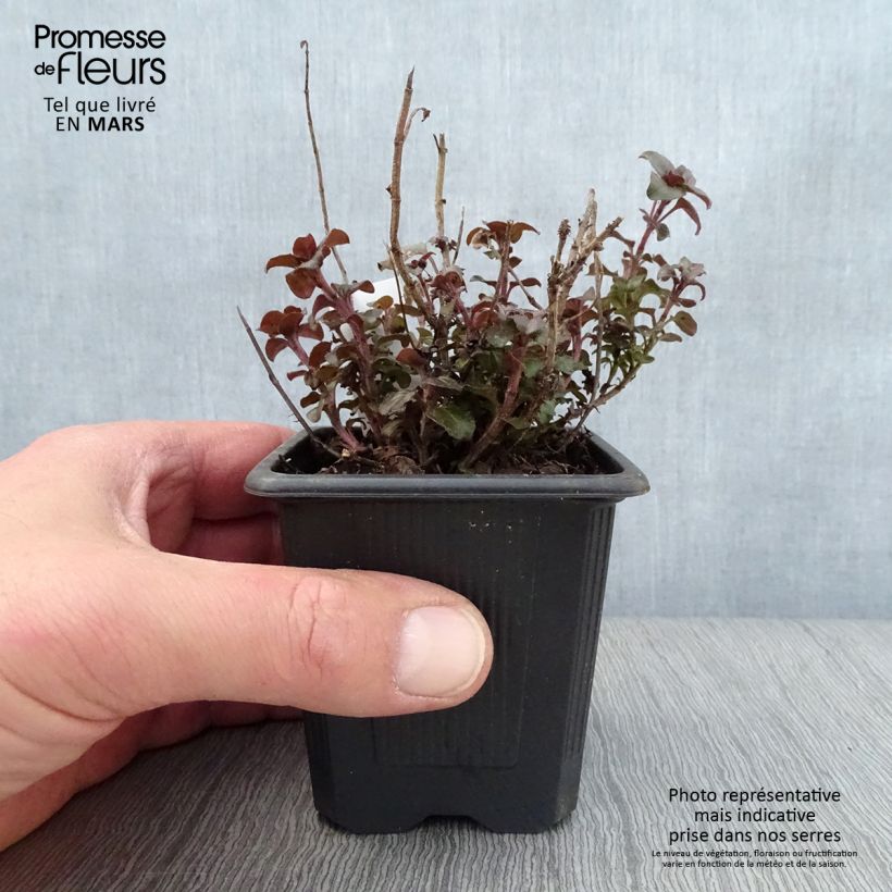 Example of Origanum laevigatum Herrenhausen -  Origan pourpre - Marjolaine Godet de 8/9 cm as you get in printemps