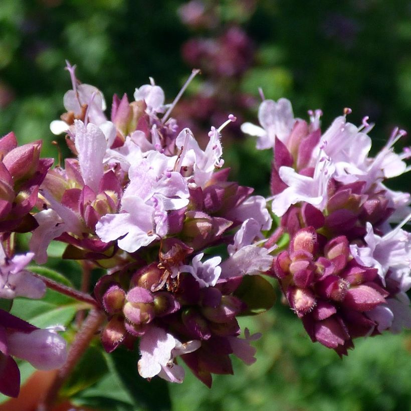 Marjolaine pizza - Origanum majorana (Flowering)
