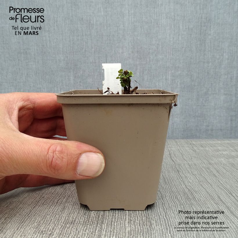 Example of Origanum rotundifolium Kent Beauty - Origan, Marjolaine Godet de 8/9 cm as you get in printemps