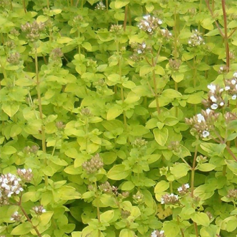 Origan doré - Origanum vulgare Aureum (Foliage)