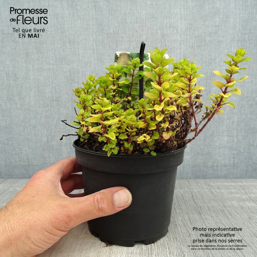 Example of Origanum vulgare Thumbles Variety - Origan commun doré Pot de 1,5L/2L as you get in printemps