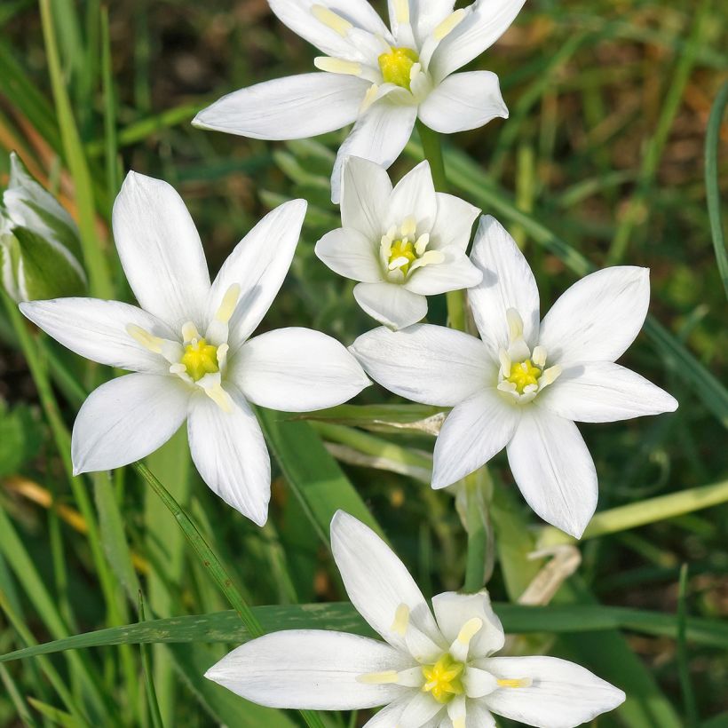 Ornithogale umbellatum - Dame d'onze heures (Flowering)