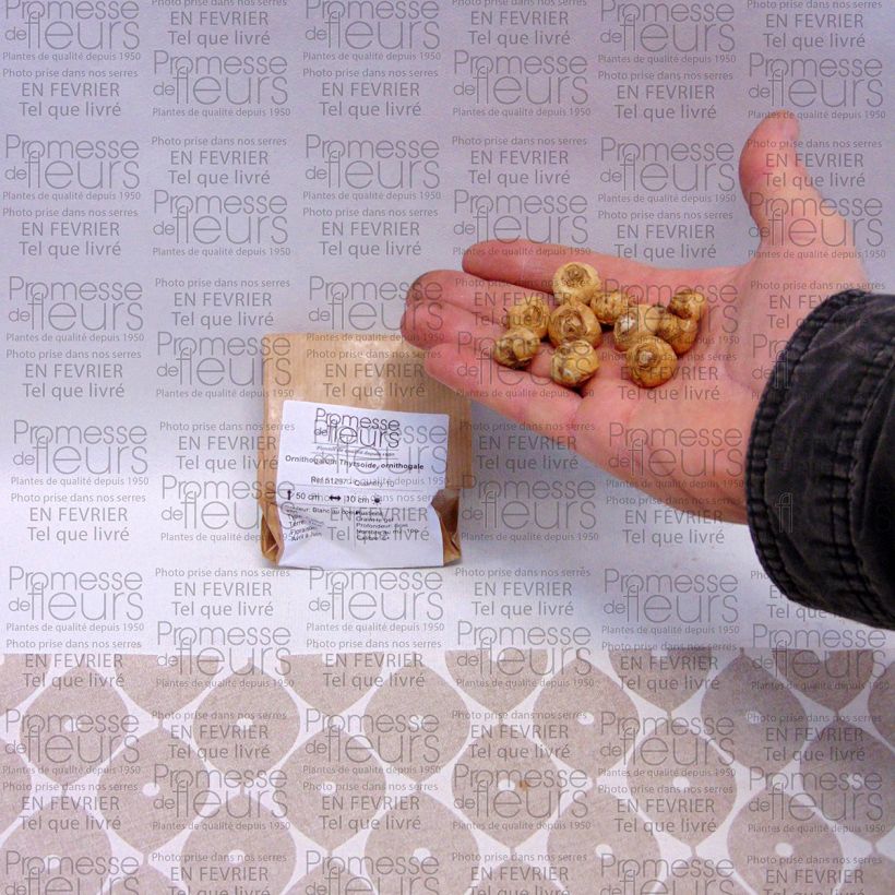 Exemple de spécimen de Ornithogalum Thyrsoide, ornithogale Bulbe calibre 5+ tel que livré