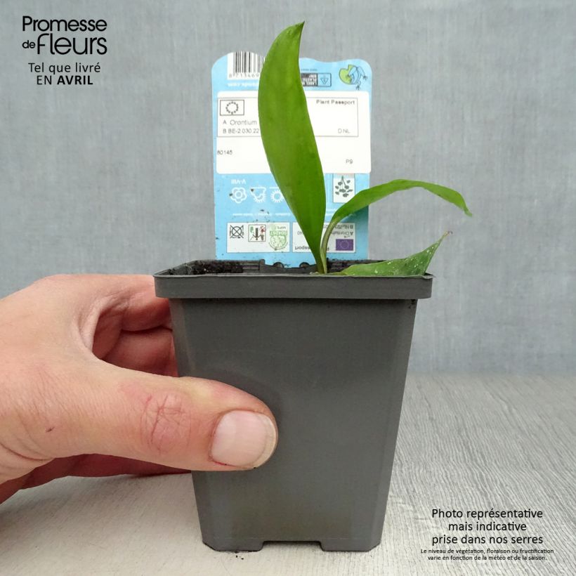 Spécimen de Orontium aquaticum - oronce - plante bougie Godet de 8/9 cm tel que livré au printemps