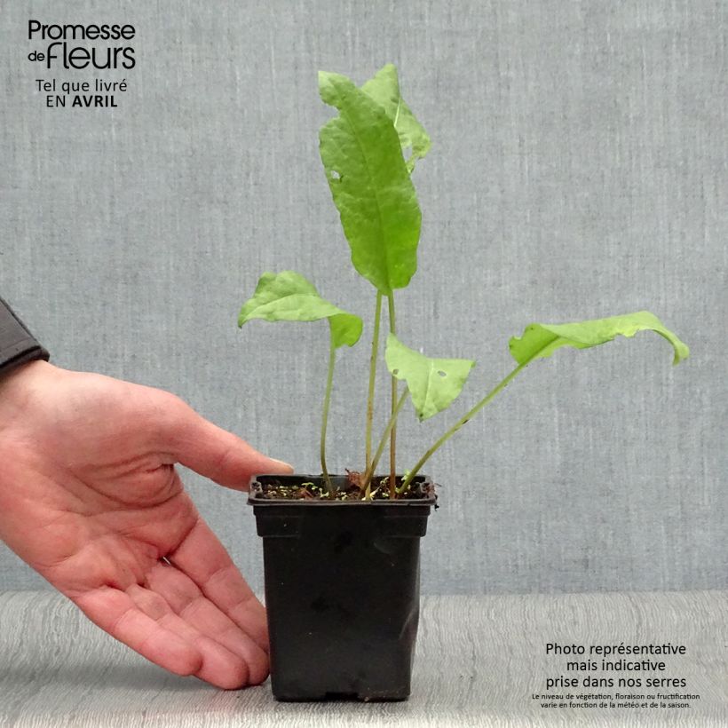 Example of Oseille-Epinard BIO - Patience - Rumex patientia Godet de 8/9 cm as you get in printemps