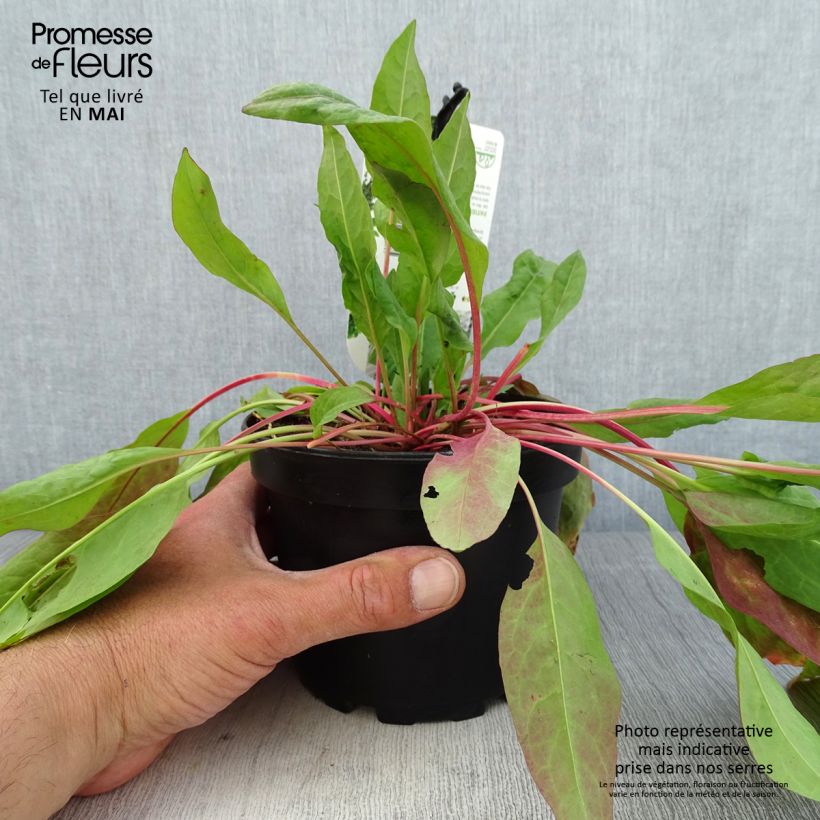 Example of Oseille Epinard - Rumex patientia Pot de 1,5L/2L as you get in printemps