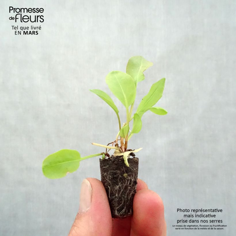 Example of Oseille Large de Belleville en plants - Rumex acetosa  Mini-motte Ø 1,5/2,5 cm, Livré en hauteur de 5 à 10 cm as you get in printemps