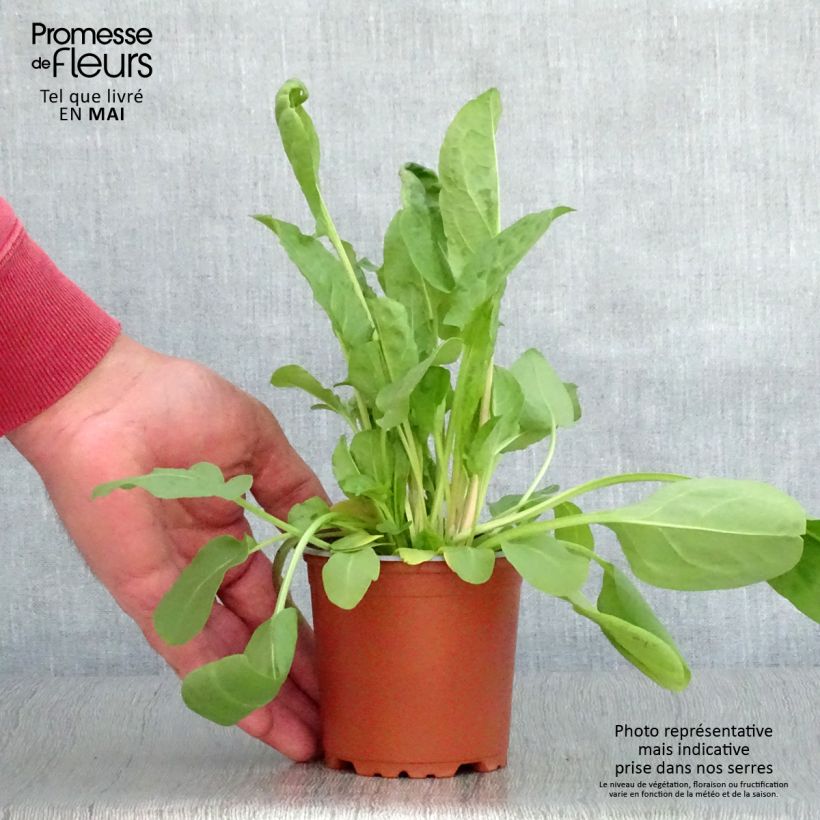 Example of Oseille Large de Belleville en plants - Rumex acetosa  Godet de 8/9 cm as you get in printemps