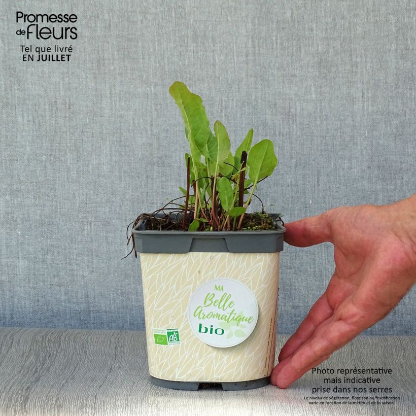 Spécimen de Oseille douce à feuilles rondes Bio - Rumex scutatus en plants Bio Pot de 1L/1,5L tel que livré en été