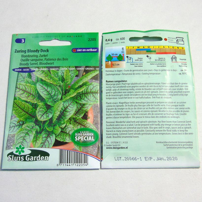 Exemple de spécimen de Oseille sanguine - Rumex sanguineus le sachet de 600 graines environ tel que livré