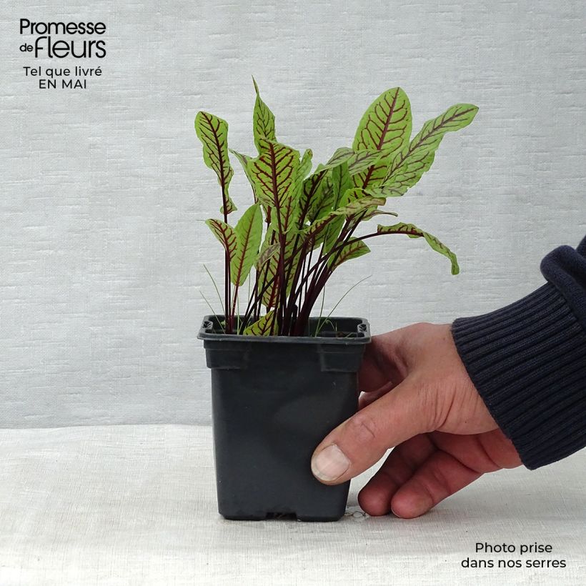Spécimen de Oseille sanguine - Rumex sanguineus Godet de 8/9 cm tel que livré au printemps