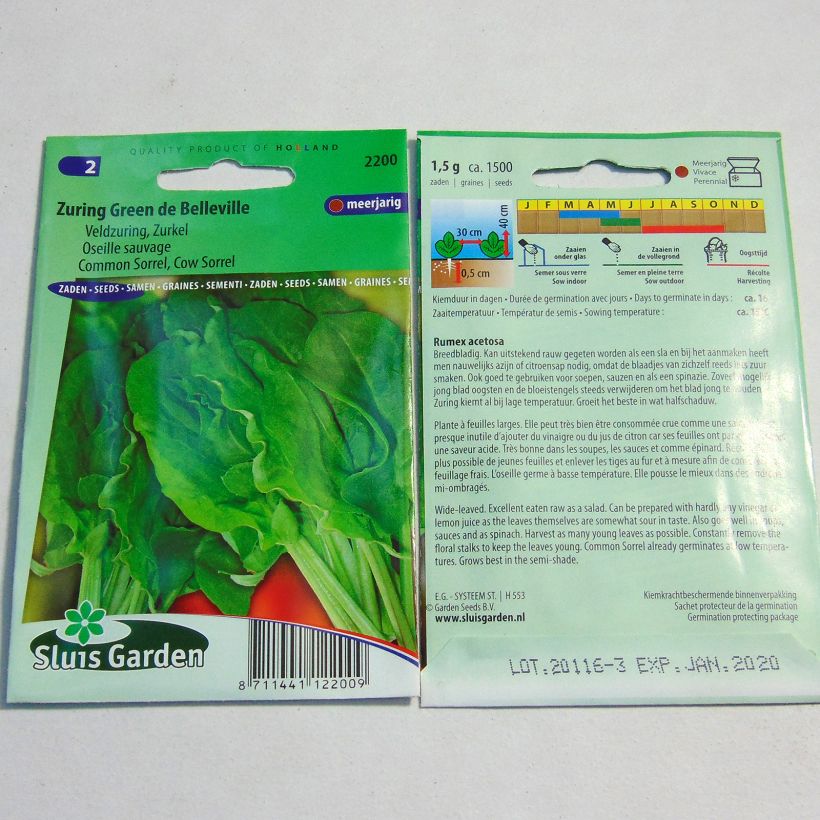 Exemple de spécimen de Oseille sauvage - Rumex acetosa - graines le sachet de 1500 graines environ (1g) tel que livré
