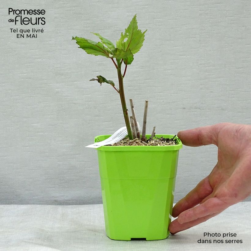 Example of Oseille sauvage - Rumex acetosa Godet de 8/9 cm as you get in printemps