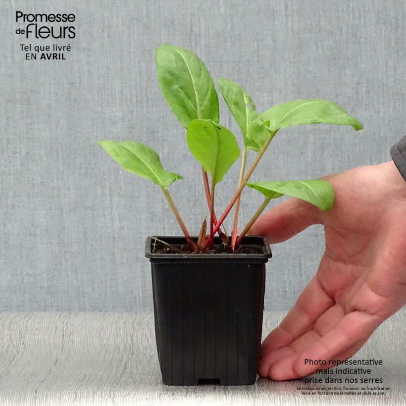 Example of Oseille vierge - Rumex arifolius Godet de 8/9 cm as you get in printemps