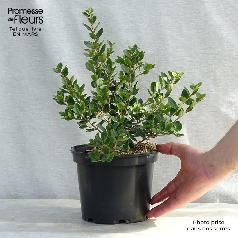 Spécimen de Osmanthus Heaven Scent - Osmanthe Pot de 3L/4L tel que livré en hiver