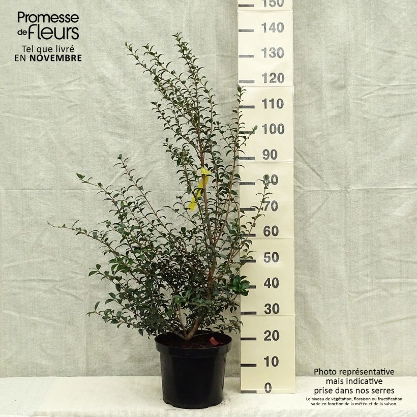 Spécimen de Osmanthus burkwoodii Pot de 4L/5L tel que livré en automne