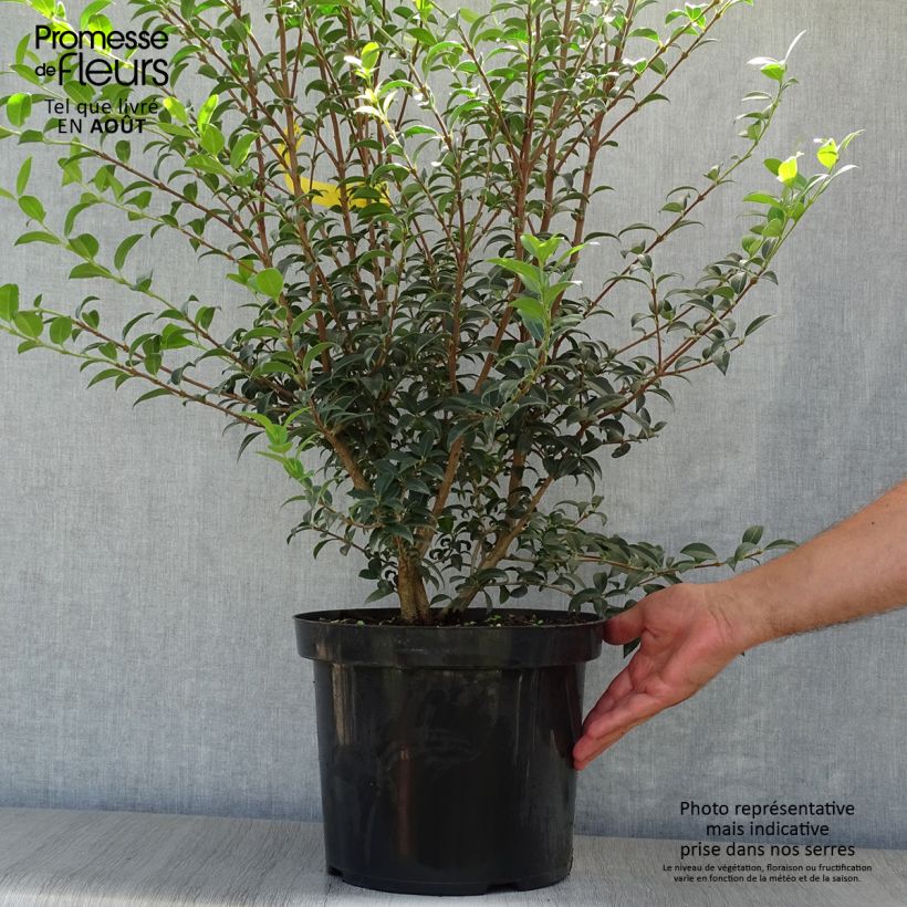 Spécimen de Osmanthus burkwoodii Pot de 4L/5L tel que livré en été