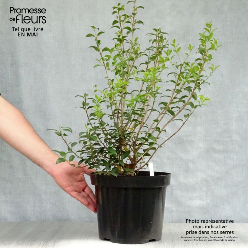 Example of Osmanthus burkwoodii Pot de 4L/5L as you get in printemps