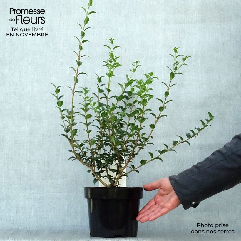 Spécimen de Osmanthus burkwoodii Pot de 2L/3L tel que livré en automne