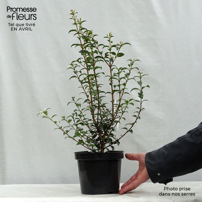 Example of Osmanthus burkwoodii Pot de 2L/3L as you get in printemps